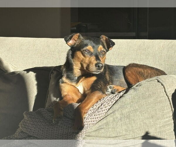 Medium Photo #3 Miniature Pinscher-Unknown Mix Puppy For Sale in Littleton, CO, USA