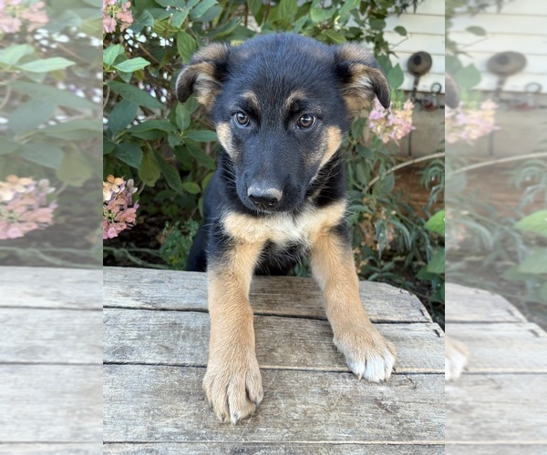 Medium Photo #1 German Shepherd Dog Puppy For Sale in MIDDLEBURY, IN, USA