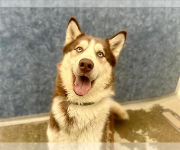 Medium Photo #1 Siberian Husky Puppy For Sale in Fort Collins, CO, USA