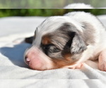 Small #4 Miniature Australian Shepherd