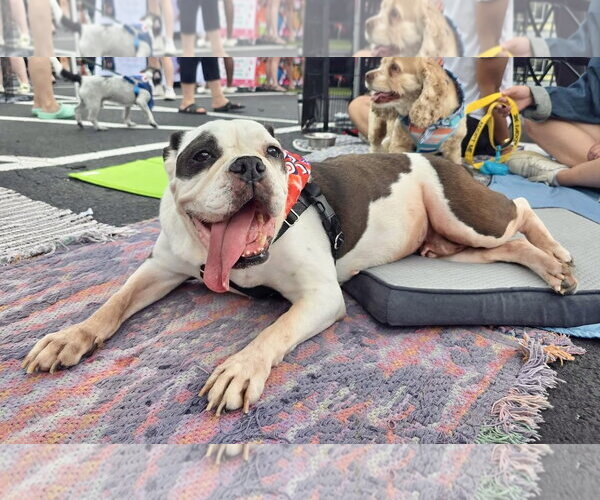 Medium Photo #4 Bulldog Puppy For Sale in St. Louis Park, MN, USA