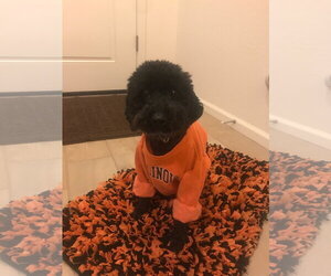 Poodle (Miniature) Dogs for adoption in Chandler, AZ, USA