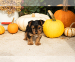 Small Photo #8 Yorkshire Terrier Puppy For Sale in NAPPANEE, IN, USA