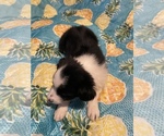 Small Photo #30 Border Collie Puppy For Sale in AIKEN, SC, USA