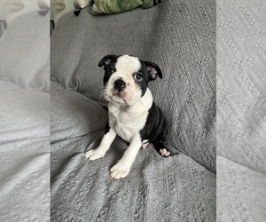 Medium Boston Terrier