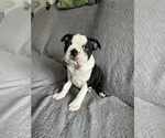 Puppy Diesel Boston Terrier