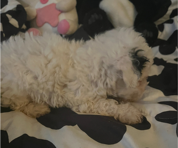 Medium Photo #1 Maltipoo Puppy For Sale in VENETA, OR, USA