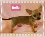 Small Photo #3 Chihuahua Puppy For Sale in MANSFIELD, TX, USA