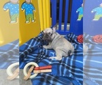 Puppy Penelope French Bulldog
