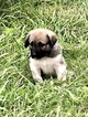 Small Photo #8 Anatolian Shepherd-Great Pyrenees Mix Puppy For Sale in ROBSTOWN, TX, USA