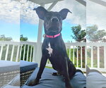 Small #5 Labrador Retriever Mix