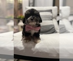 Small #9 Aussiedoodle Miniature 