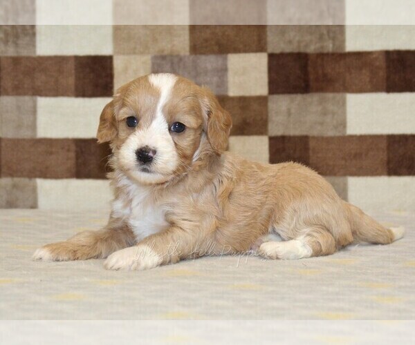 Medium Photo #2 Bernedoodle (Miniature)-Cavapoo (Miniature) Mix Puppy For Sale in DENVER, PA, USA