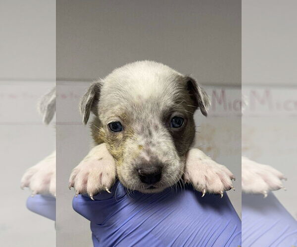 Medium Photo #1 Great Dane-Unknown Mix Puppy For Sale in Bolivar, MO, USA