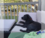 Small #14 Labrador Retriever Mix