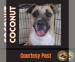Small American Pit Bull Terrier Mix