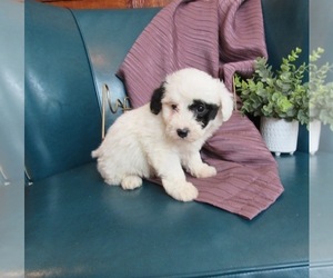 Poochon Puppy for sale in LE MARS, IA, USA