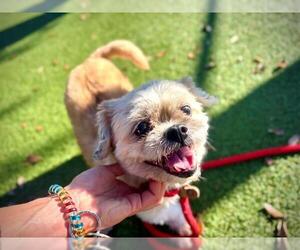 Shih-Poo Dogs for adoption in Orlando, FL, USA