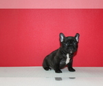 Small Photo #3 French Bulldog Puppy For Sale in HIALEAH, FL, USA