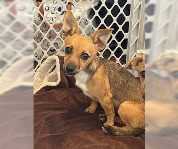 Medium Photo #8 Chiweenie Puppy For Sale in San Diego, CA, USA