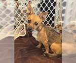 Small #7 Chiweenie