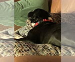 Small #5 Boxer