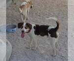 Small #12 Beagle