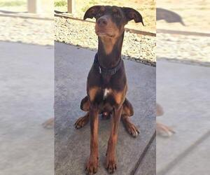 Medium Doberman Pinscher