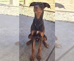 Small Doberman Pinscher