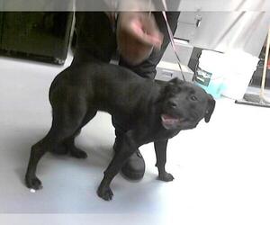 American Pit Bull Terrier Dogs for adoption in Fayetteville, NC, USA