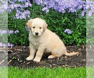 Golden Retriever Puppy for sale in PARKESBURG, PA, USA