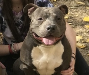 Father of the American Bully puppies born on 10/15/2020