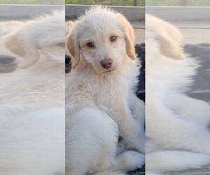 Labradoodle Puppy for sale in STRASBURG, VA, USA