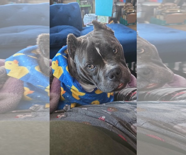 Medium Photo #5 Bulldog-Unknown Mix Puppy For Sale in St. Louis Park, MN, USA