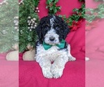 Small Photo #6 Bernedoodle-Poodle (Standard) Mix Puppy For Sale in CHRISTIANA, PA, USA