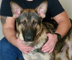 Father of the German Shepherd Dog puppies born on 10/29/2021