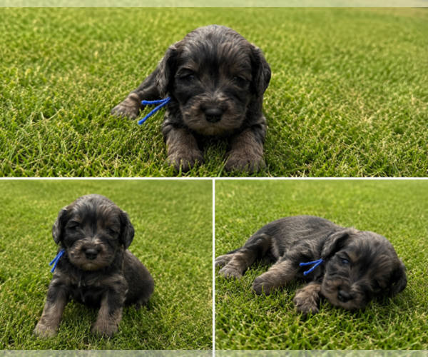 Medium Photo #1 Bernedoodle Puppy For Sale in HUDSON, MI, USA