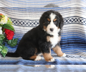 Bernese Mountain Dog Puppy for sale in SHILOH, OH, USA