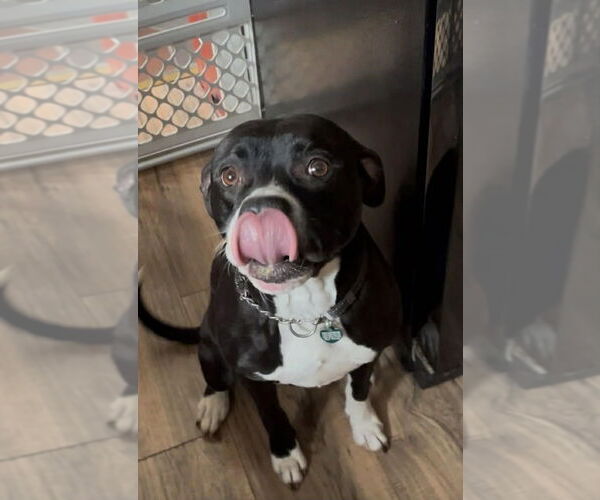 Medium Photo #2 Mutt Puppy For Sale in Springdale, PA, USA