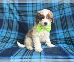 Cavapoo Puppy for sale in LAKELAND, FL, USA