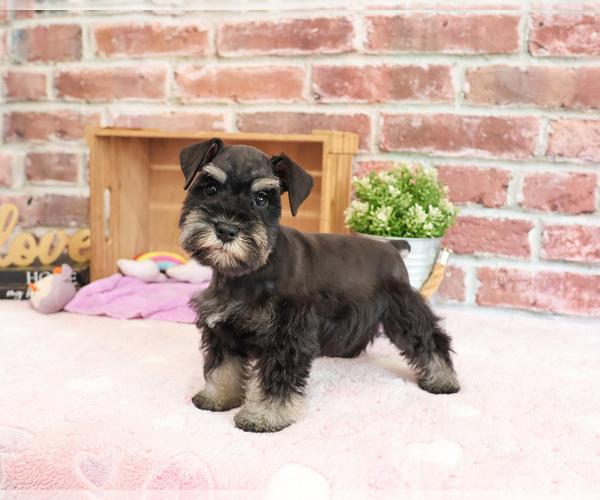 Medium Photo #4 Schnauzer (Miniature) Puppy For Sale in SYRACUSE, IN, USA