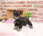 Small #3 Schnauzer (Miniature)