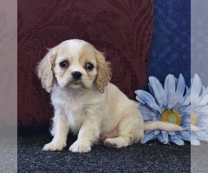 Cavachon-Cavalier King Charles Spaniel Mix Puppy for sale in MORGANTOWN, PA, USA