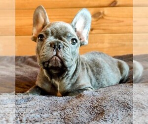 French Bulldog Puppy for sale in TAMPA, FL, USA