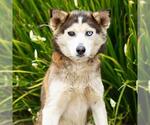 Small #1 Siberian Husky