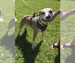 Small American Staffordshire Terrier Mix