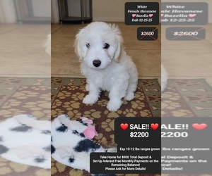 Havanese Puppy for sale in TUCSON, AZ, USA