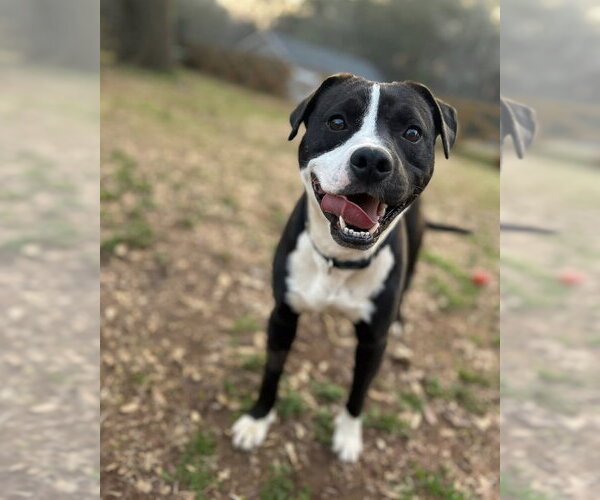Medium Photo #9 American Staffordshire Terrier-Labrador Retriever Mix Puppy For Sale in Brewster, NY, USA