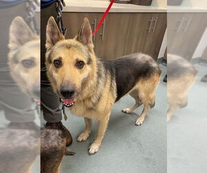 German Shepherd Dog Dogs for adoption in Baytown, TX, USA
