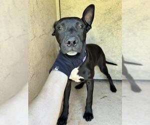 American Pit Bull Terrier-Unknown Mix Dogs for adoption in Oklahoma City, OK, USA